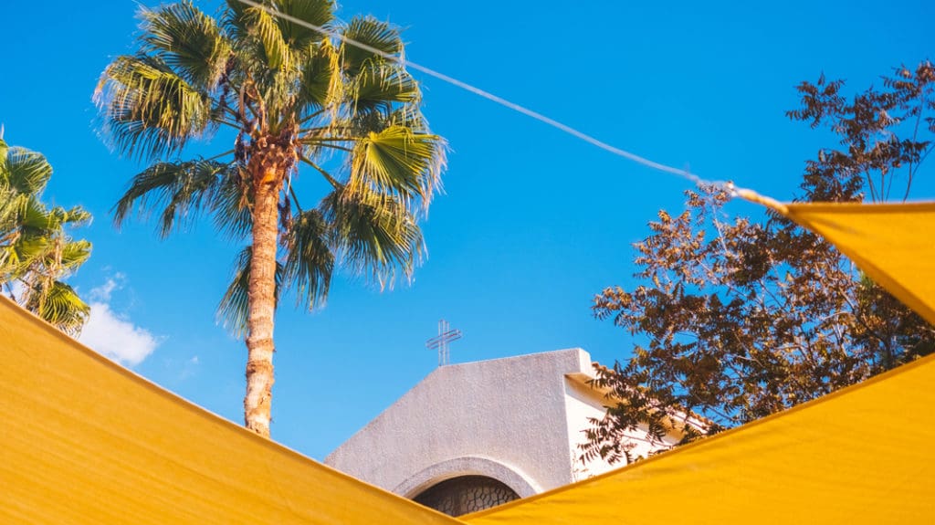 Palm tree in front of a church