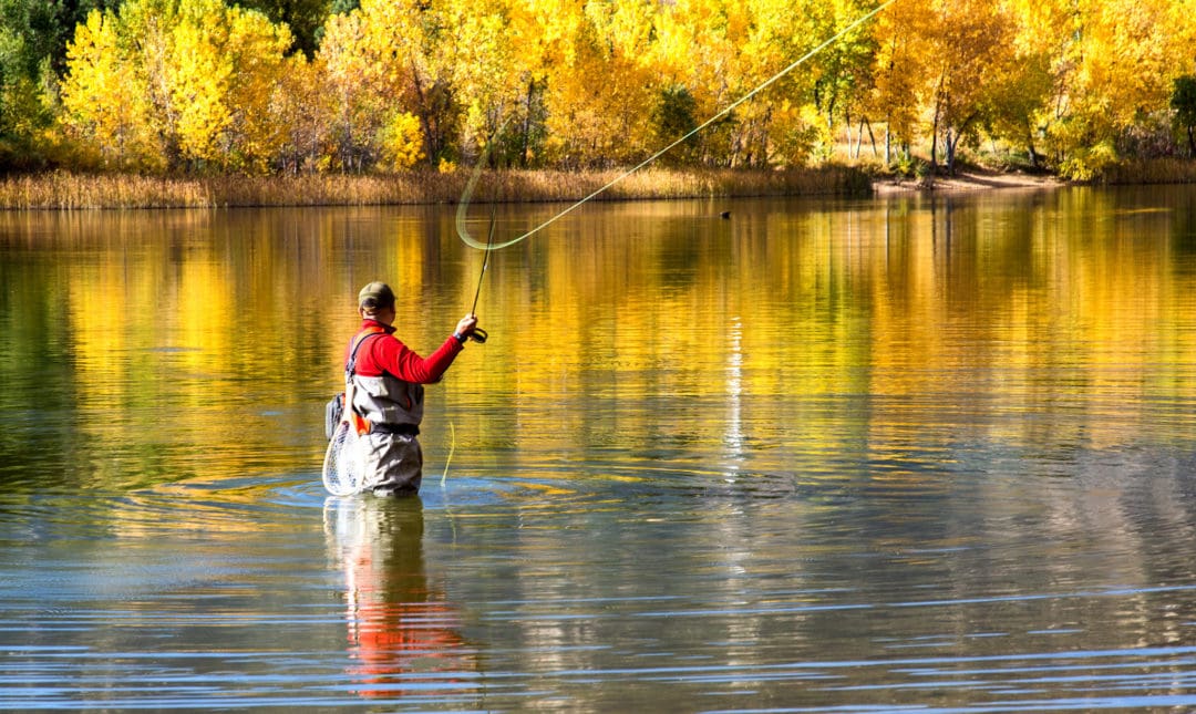 The Trees of the Field Will Clap Their Hands Daily Citizen