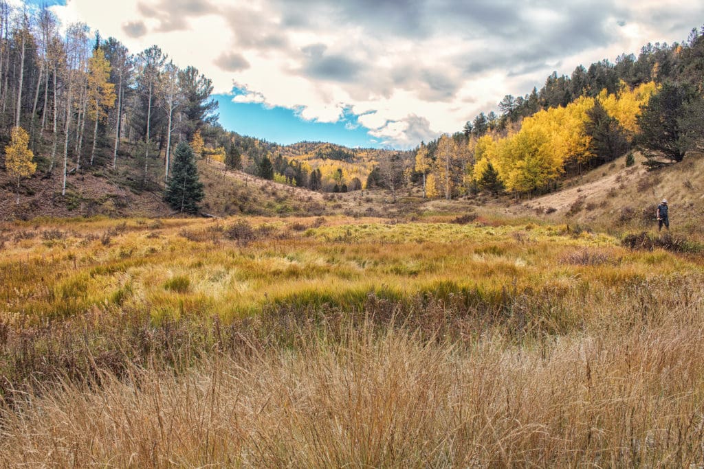 The Trees of the Field Will Clap Their Hands Daily Citizen