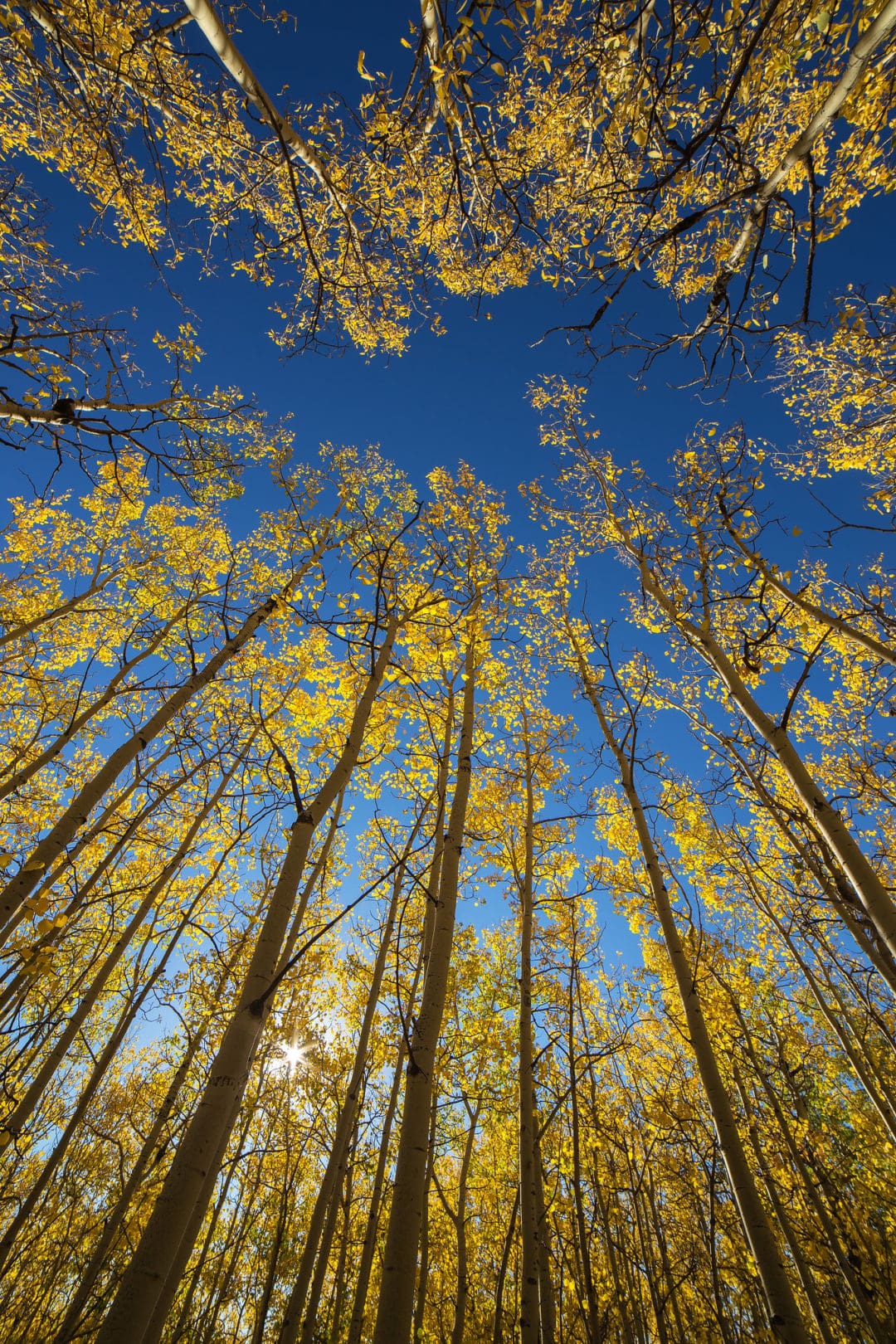 The Trees of the Field Will Clap Their Hands Daily Citizen