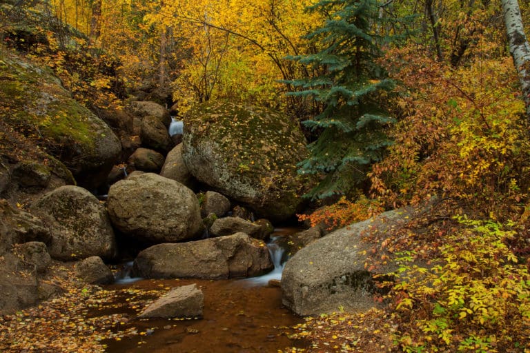 The Trees of the Field Will Clap Their Hands Daily Citizen