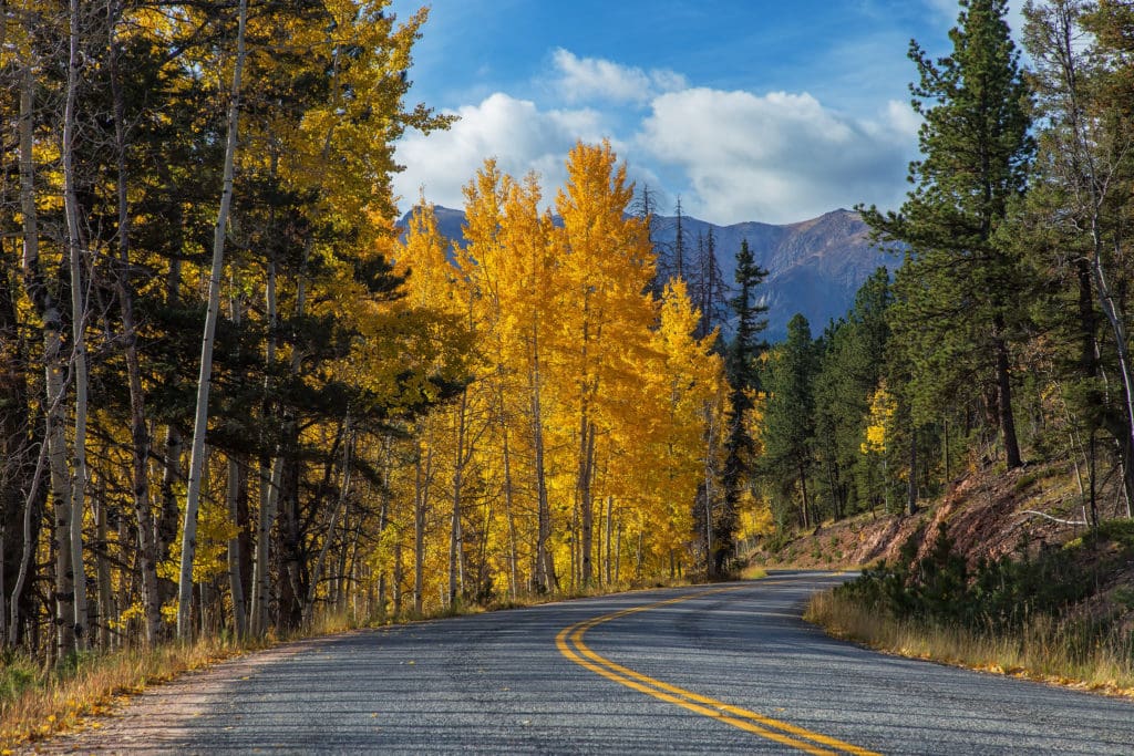 The Trees of the Field Will Clap Their Hands Daily Citizen