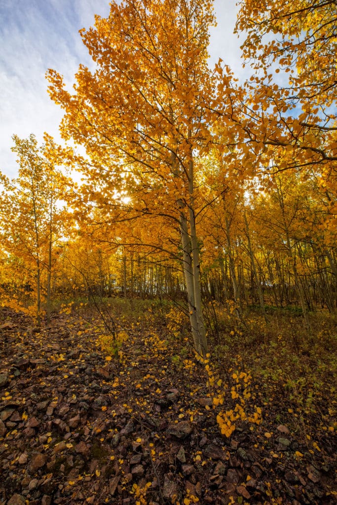 The Trees of the Field Will Clap Their Hands Daily Citizen