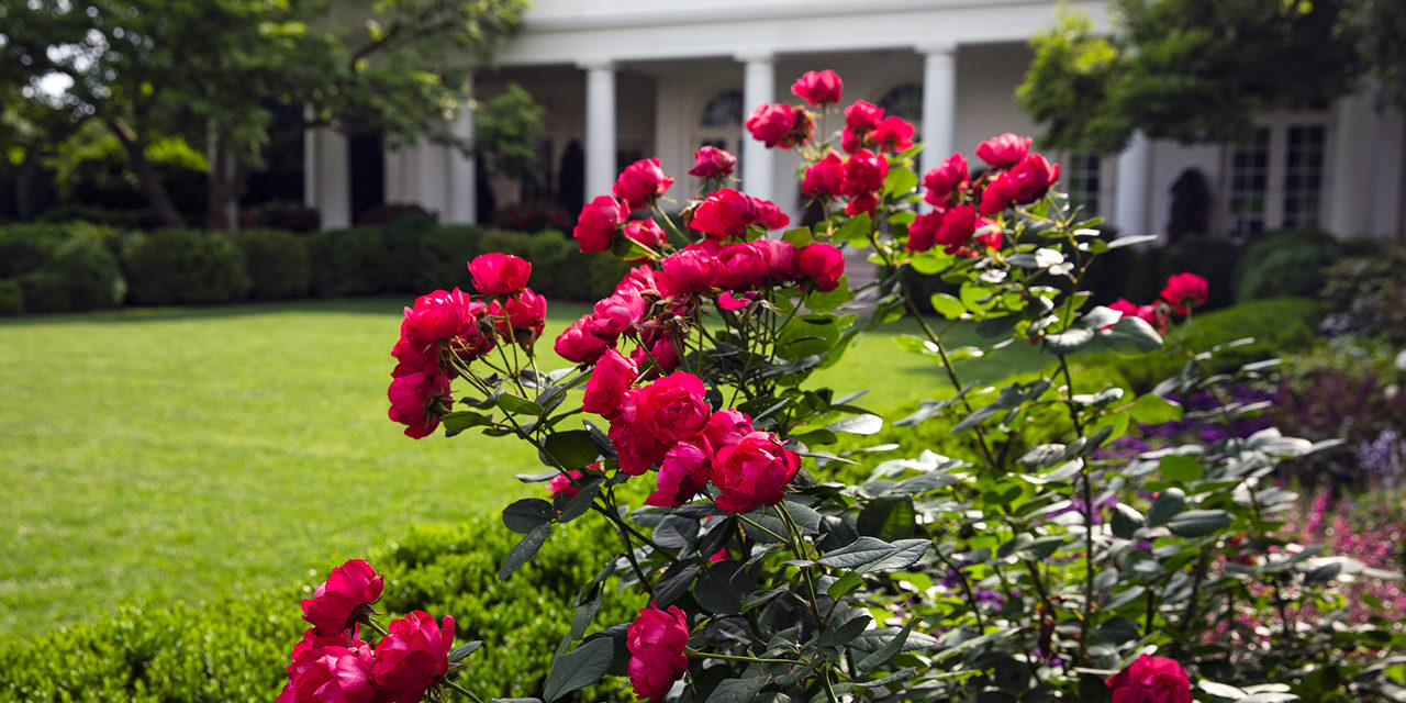 The Rose Garden Prepares for a Make-Over