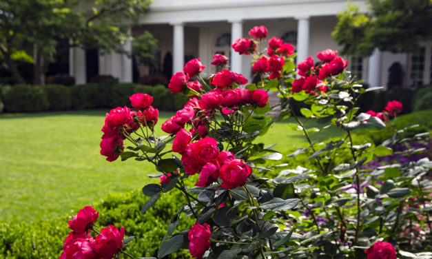 The Rose Garden Prepares for a Make-Over