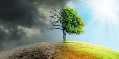 A tree that is half dead