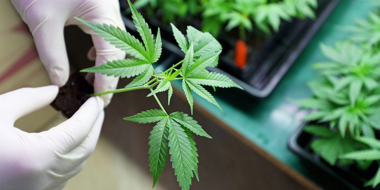 Montana Coalition Pushes Back Against Legalized Marijuana