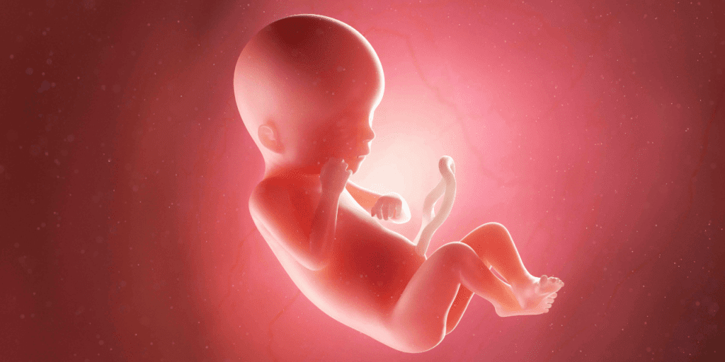 Digital photo of a baby in the womb