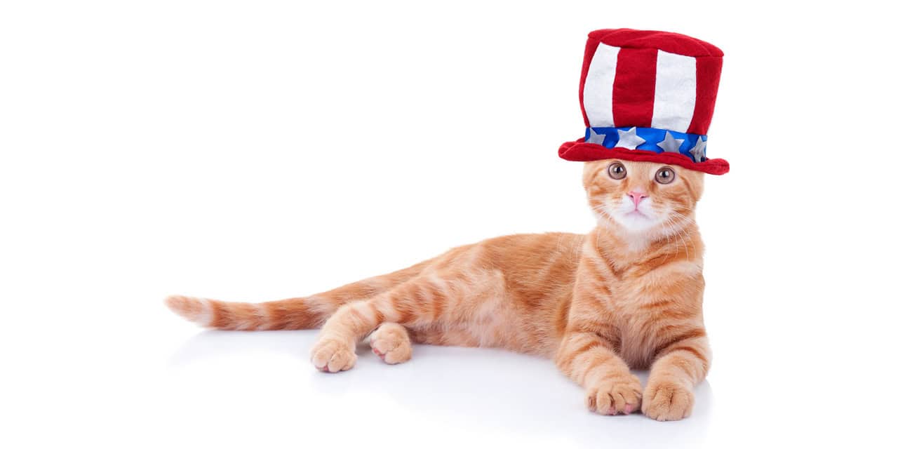 A cat wearing a patriotic hat