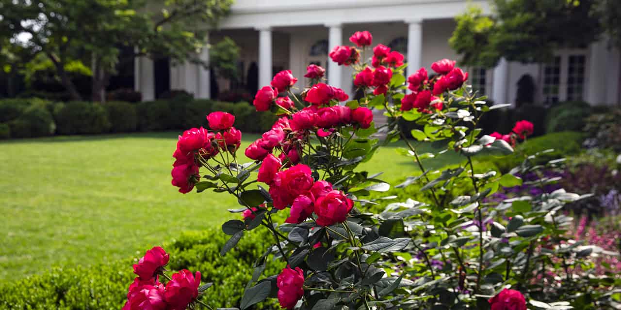 The Rose Garden